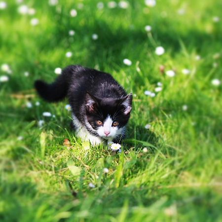 Ferienwohnung Katzheim Schlier Eksteriør bilde